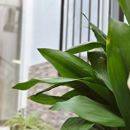 Alcocer Deluxe L Privacidad E Intimidad