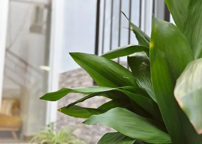 Alcocer Deluxe L Privacidad E Intimidad